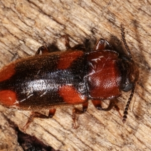 Cnecosa insueta at Melba, ACT - 10 Jan 2021