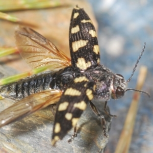 Astraeus crassus at Wyanbene, NSW - 17 Jan 2021