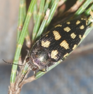 Astraeus crassus at Wyanbene, NSW - 17 Jan 2021 09:07 PM