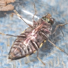 Astraeus crassus at Wyanbene, NSW - 17 Jan 2021 09:07 PM