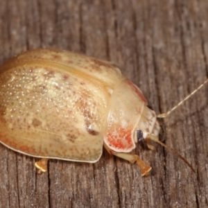 Paropsis sp. (genus) at Melba, ACT - 9 Jan 2021