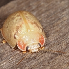 Paropsis sp. (genus) at Melba, ACT - 9 Jan 2021