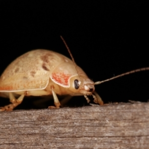 Paropsis sp. (genus) at Melba, ACT - 9 Jan 2021