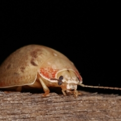 Paropsis sp. (genus) at Melba, ACT - 9 Jan 2021