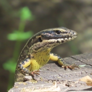 Eulamprus heatwolei at Paddys River, ACT - 19 Jan 2021