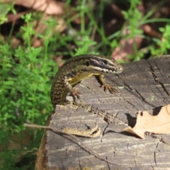 Eulamprus heatwolei at Paddys River, ACT - 19 Jan 2021 03:42 PM