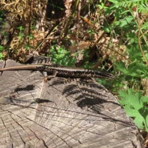 Eulamprus heatwolei at Paddys River, ACT - 19 Jan 2021 03:42 PM