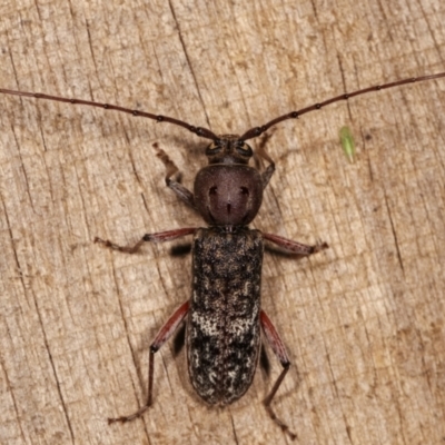 Phacodes obscurus (Longhorn Beetle) at Melba, ACT - 10 Jan 2021 by kasiaaus