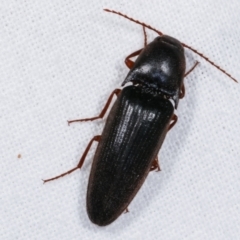 Elateridae sp. (family) (Unidentified click beetle) at Melba, ACT - 10 Jan 2021 by kasiaaus