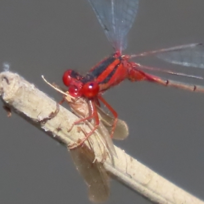 Xanthagrion erythroneurum (Red & Blue Damsel) at Tidbinbilla Nature Reserve - 19 Jan 2021 by roymcd