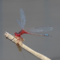 Xanthagrion erythroneurum at Paddys River, ACT - 19 Jan 2021 04:12 PM