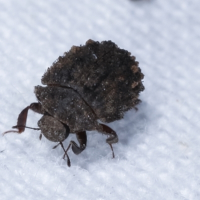 Microchaetes sp. (genus) (Pill beetle) at Melba, ACT - 10 Jan 2021 by kasiaaus