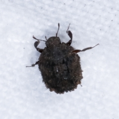 Microchaetes sp. (genus) at Melba, ACT - 10 Jan 2021