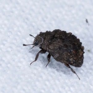 Microchaetes sp. (genus) at Melba, ACT - 10 Jan 2021