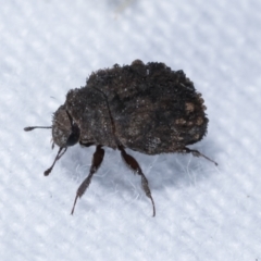 Microchaetes sp. (genus) at Melba, ACT - 10 Jan 2021