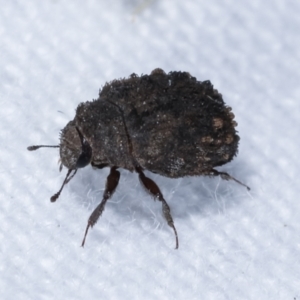 Microchaetes sp. (genus) at Melba, ACT - 10 Jan 2021 10:15 PM