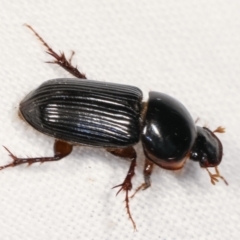 Acrossidius tasmaniae (Black-headed pasture cockchafer) at Melba, ACT - 10 Jan 2021 by kasiaaus