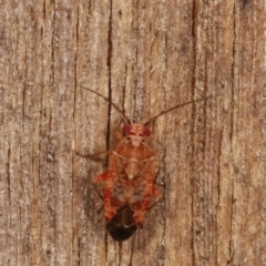 Miridae (family) (Unidentified plant bug) at Melba, ACT - 10 Jan 2021 by kasiaaus