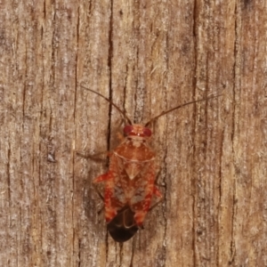 Miridae (family) at Melba, ACT - 10 Jan 2021