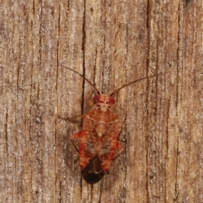 Miridae (family) (Unidentified plant bug) at Melba, ACT - 10 Jan 2021 by kasiaaus