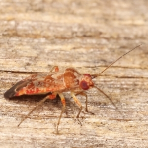 Miridae (family) at Melba, ACT - 10 Jan 2021