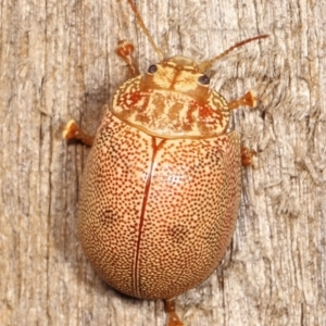 Paropsis atomaria at Melba, ACT - 10 Jan 2021 11:19 PM