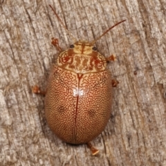 Paropsis atomaria at Melba, ACT - 10 Jan 2021 11:19 PM