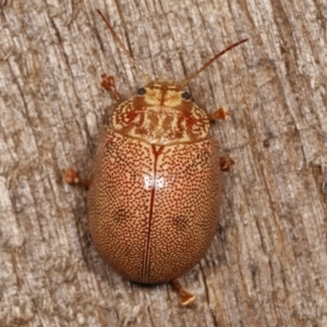 Paropsis atomaria at Melba, ACT - 10 Jan 2021