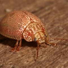 Paropsis atomaria at Melba, ACT - 10 Jan 2021 11:19 PM