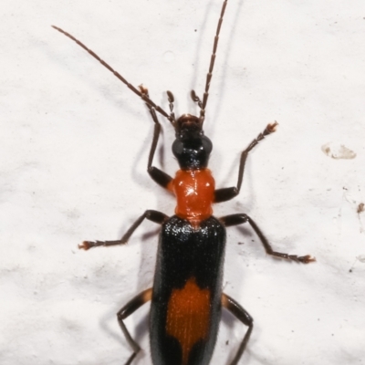 Copidita sloanei (A false blister beetle) at Melba, ACT - 11 Jan 2021 by kasiaaus