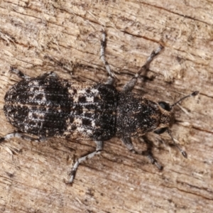 Dendropemon subfasciatus at Melba, ACT - 11 Jan 2021