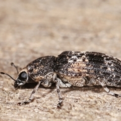 Dendropemon subfasciatus at Melba, ACT - 11 Jan 2021