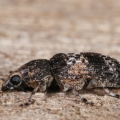 Dendropemon subfasciatus at Melba, ACT - 11 Jan 2021