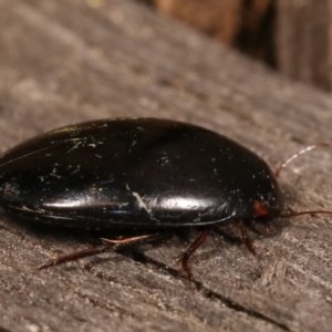 Dytiscidae (family) at Melba, ACT - 11 Jan 2021