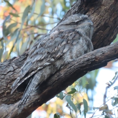 Podargus strigoides (Tawny Frogmouth) at O'Malley, ACT - 17 Jan 2021 by roymcd