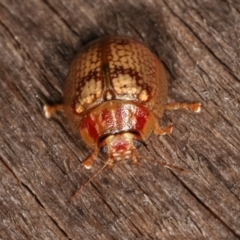 Paropsisterna laesa species complex at Melba, ACT - 11 Jan 2021