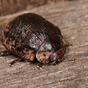 Trachymela sp. (genus) at Melba, ACT - 11 Jan 2021