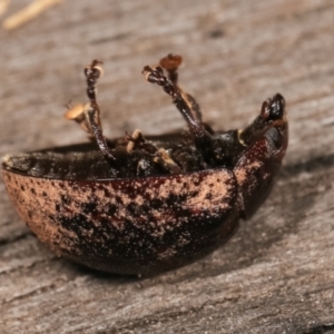 Trachymela sp. (genus) at Melba, ACT - 11 Jan 2021