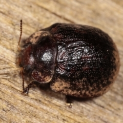 Trachymela sp. (genus) at Melba, ACT - 11 Jan 2021 10:35 PM