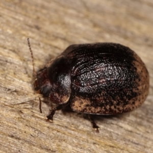 Trachymela sp. (genus) at Melba, ACT - 11 Jan 2021 10:35 PM