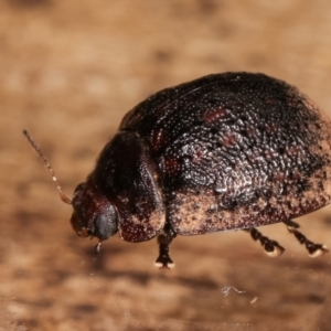 Trachymela sp. (genus) at Melba, ACT - 11 Jan 2021