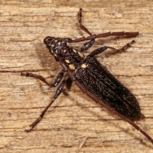 Strongylurus ceresioides at Melba, ACT - 11 Jan 2021