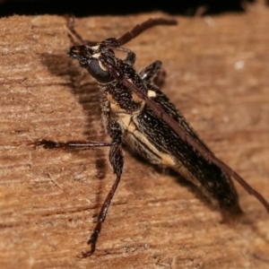 Strongylurus ceresioides at Melba, ACT - 11 Jan 2021