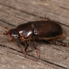 Acrossidius tasmaniae (Black-headed pasture cockchafer) at Melba, ACT - 11 Jan 2021 by kasiaaus