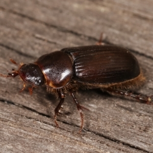 Acrossidius tasmaniae at Melba, ACT - 11 Jan 2021 10:31 PM