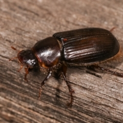 Acrossidius tasmaniae at Melba, ACT - 11 Jan 2021 10:31 PM