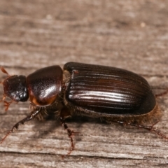 Acrossidius tasmaniae at Melba, ACT - 11 Jan 2021 10:31 PM