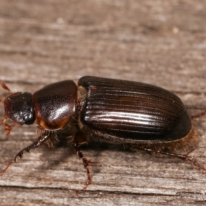 Acrossidius tasmaniae at Melba, ACT - 11 Jan 2021 10:31 PM