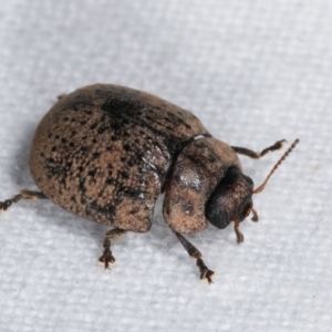 Trachymela sp. (genus) at Melba, ACT - 11 Jan 2021