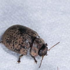 Trachymela sp. (genus) at Melba, ACT - 11 Jan 2021